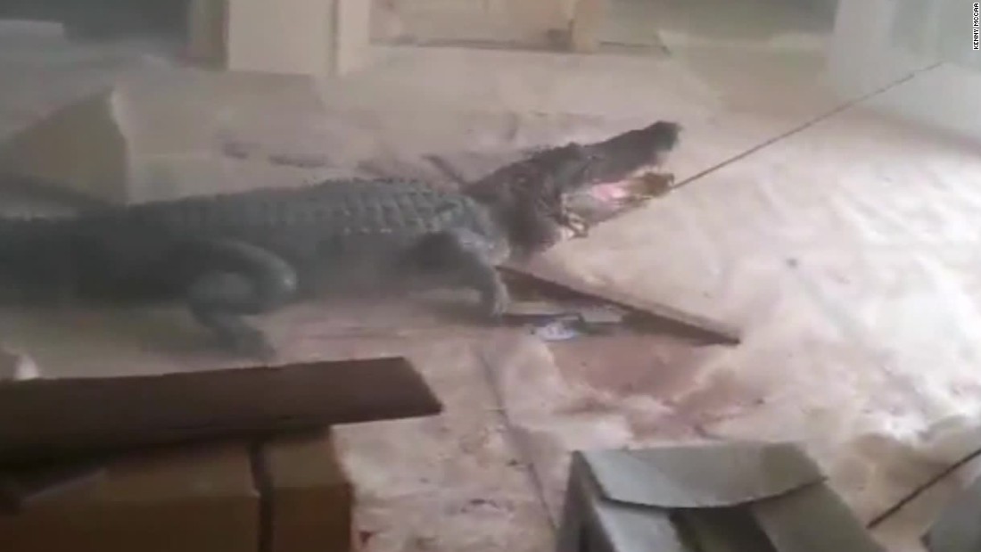 alligator in living room