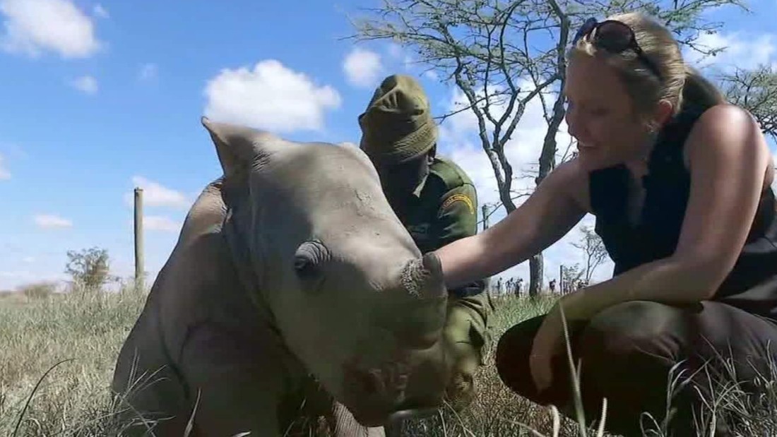 A Day With 'ringo' The Rhino - Cnn Video