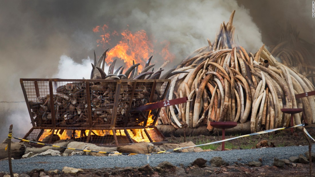 A basket of rhino horn, left, burns next to pyres of ivory on April 30, 2016. It took Kenya&#39;s Wildlife Services 10 days to build the crematorium. 