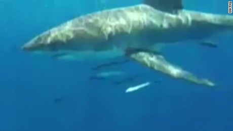 Watch close encounter with great white shark