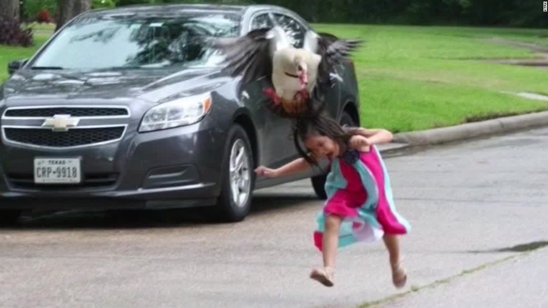 Goose Attack On 5 Year Old Girl Goes Viral Cnn Video 