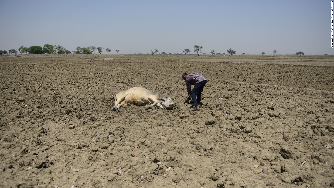 A farmer tries to revive his unconscious cattle in the Gondiya village on Thursday, April 21.