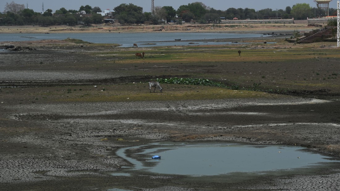 Cattle graze in a partially dried-up pond in central India on April 27. 