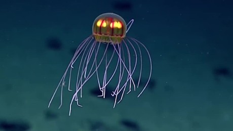 cnnee vo digital descubren nueva medusa con aspecto alienigena _00000801