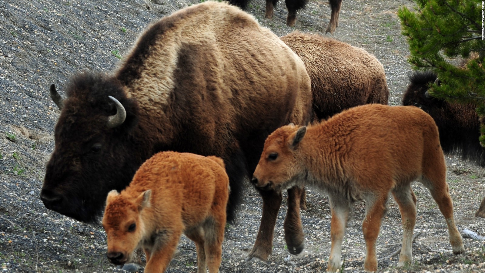 white-wolf-a-woolly-homecoming-crowd-cheers-as-34-wild-bison-are