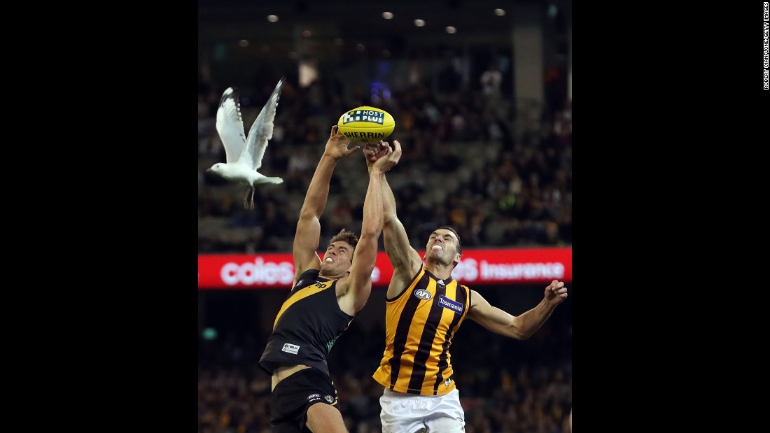 A bird flies by Shawn Hampson of the Richmond Tigers, left, and Hawthorn&#39;s Jonathon Ceglar during an Australian Football League match in Melbourne on Friday, May 6.
