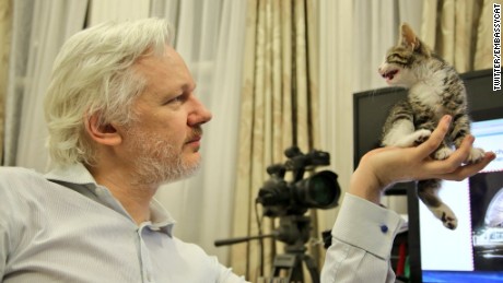 Assange&#39;s new feline companion. 
