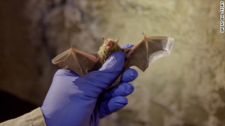 Research on bats could one day help humans