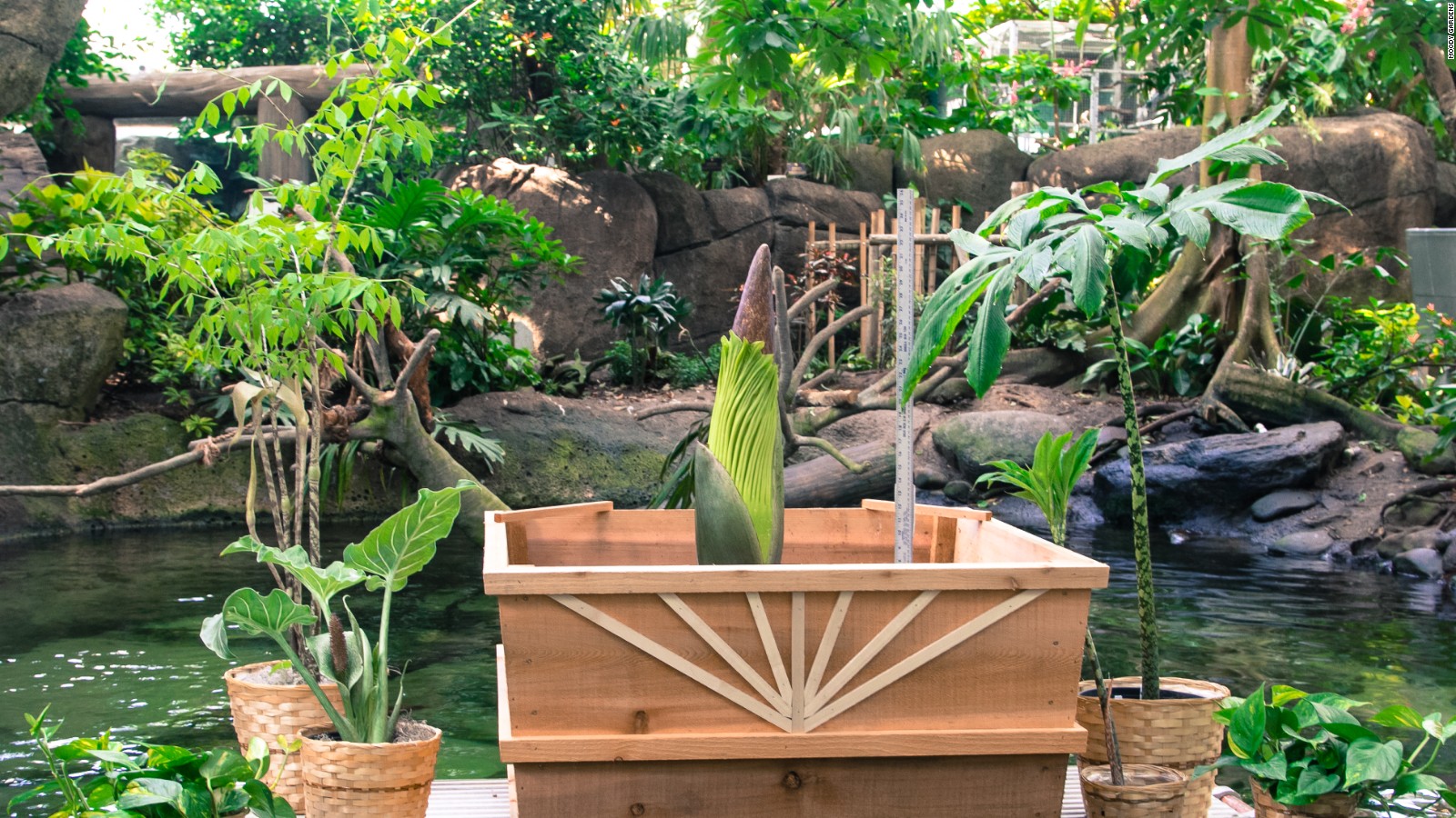 What S That Smell Giant Corpse Flower Blooms In Texas Cnn Travel