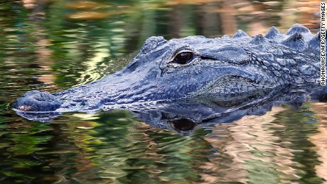 A Tennessee police department is warning residents to stop flushing drugs down their toilet and sinks out of fear they could create &quot;meth gators.&quot; This alligator was photographed in Florida in 2016.