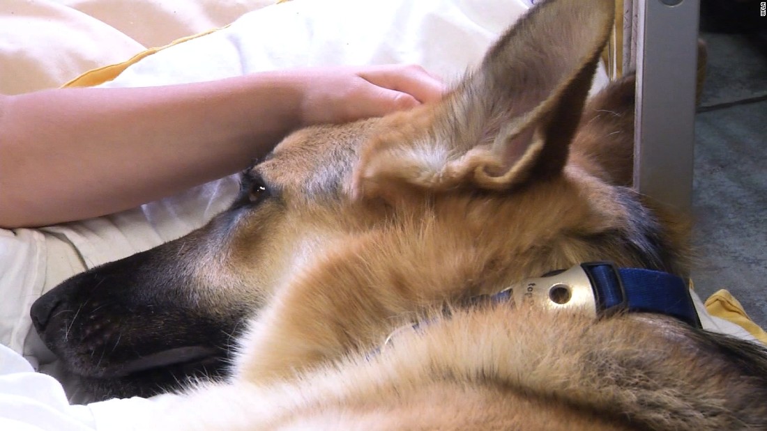 Rescue dog saves little girl from dangerous snake | CNN