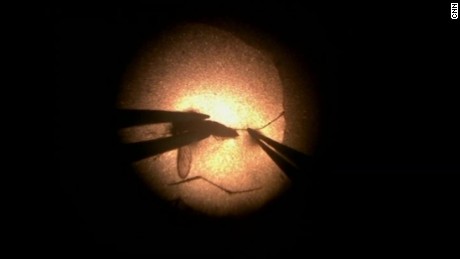 WHO ends Zika public health emergency