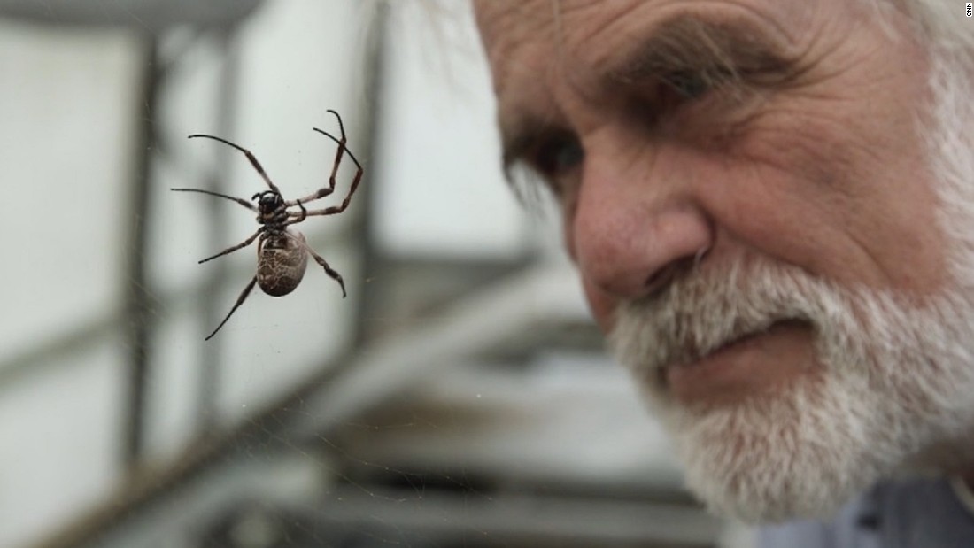 Professor Fritz Vollrath has worked with spiders for more than 40 years and has pioneered the use of their uniquely strong silk to address a variety of medical problems. Here, he looks at one of the Golden Orb Weaver spiders he keeps in his greenhouse at Oxford University.