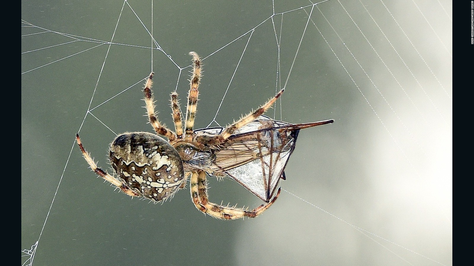 Male Spiders Must Court Female Spiders With Ts Or Die Cnn