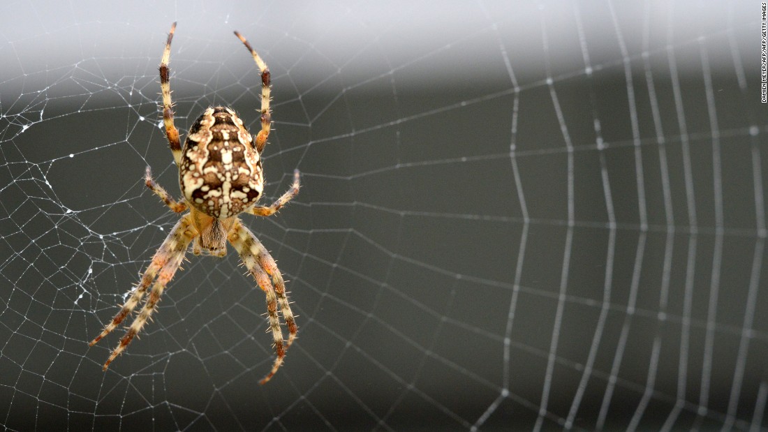 Spider webs don't rot easily and scientists may have figured out why