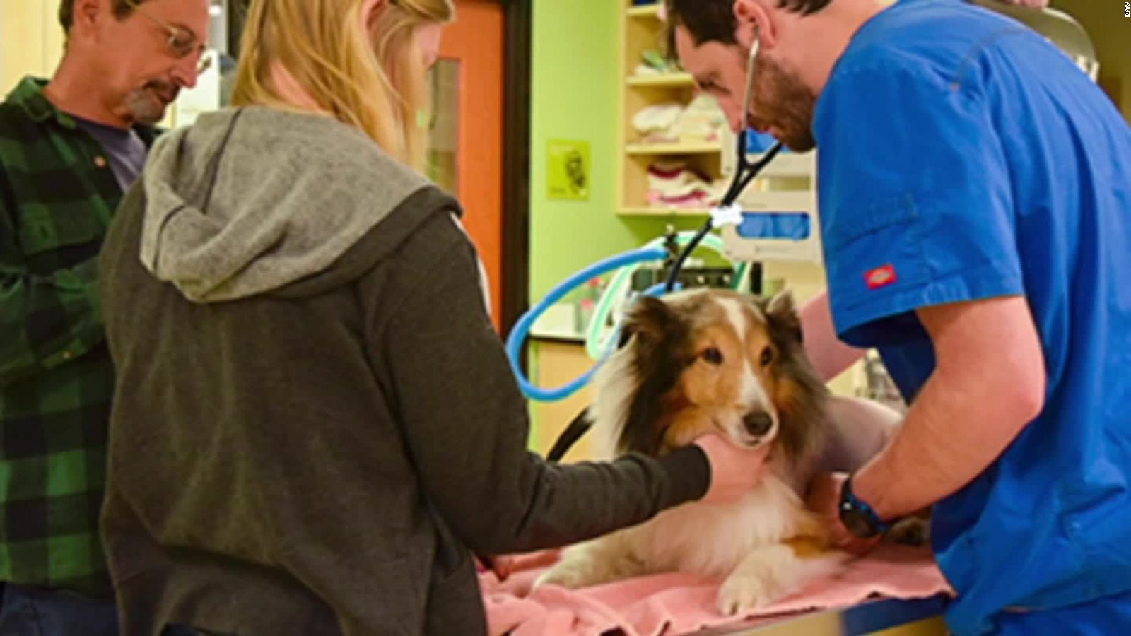 intern-spots-this-just-as-dog-was-to-be-put-down-cnn-video