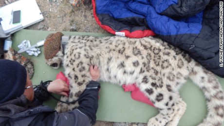 Why this captured snow leopard is exciting researchers