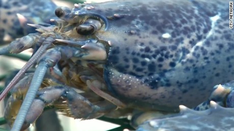 Two rare blue lobsters caught in Canada