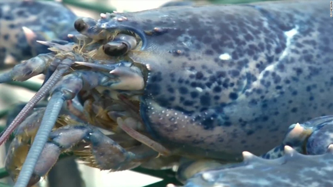 Two rare blue lobsters caught in Canada - CNN