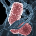 klebsiella bacteria