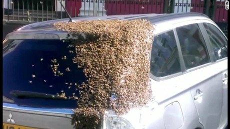 cnnee vo rec enjambre de abejas buscan a su reina _00000405