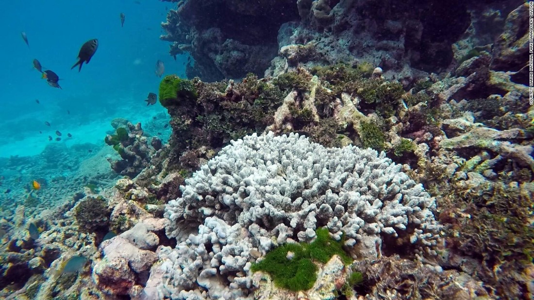 thailand closes dive sites over coral bleaching cnn travel