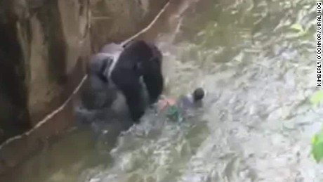 Gorilla harambe videos free porn videos