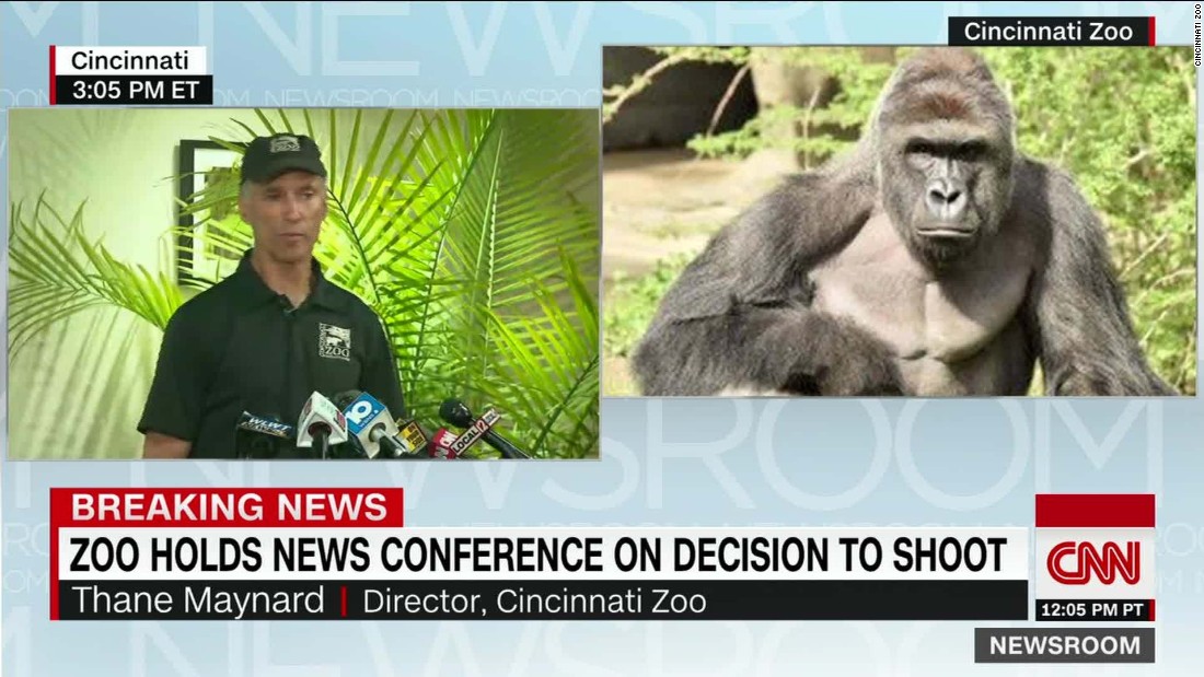 This Gorilla Will Die In 1 Day After gorilla shooting, are zoos becoming 'obsolete'? - CNN