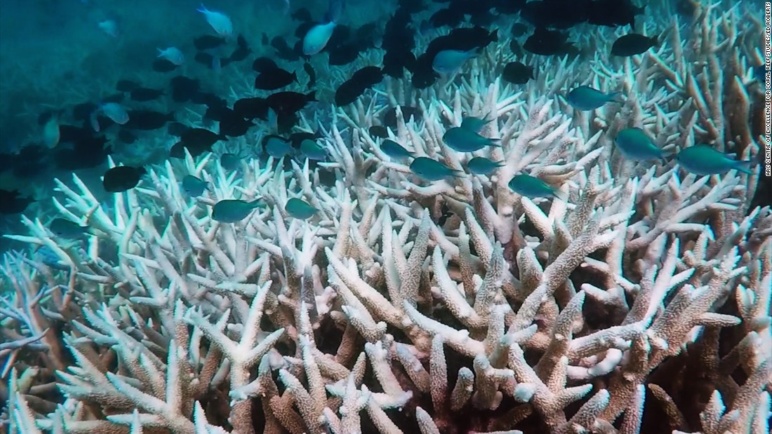 Warm Seas Threaten Great Barrier Reef - CNN Video