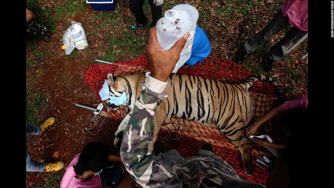 Veterinarian officers with Thailand&#39;s Department of National Parks, Wildlife and Plant Conservation tend to a sedated tiger at the controversial &quot;Tiger Temple&quot; in Kanchanaburi province on Wednesday, June 1. &lt;a href=&quot;http://www.cnn.com/2016/06/01/asia/thailand-tiger-temple-cub-bodies-found/&quot;&gt;Authorities raided the compound &lt;/a&gt;over concerns about the welfare of the animals and complaints from tourists.