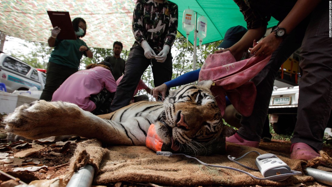 Veterinarian officers tend to a sedated tiger on June 1.