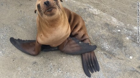 Dead sea lions with gunshot wounds are washing up in Puget Sound