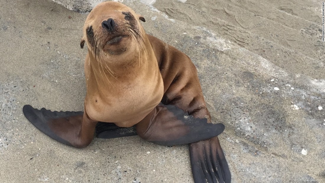 Dead sea lions with gunshot wounds are washing up in Puget Sound - CNN