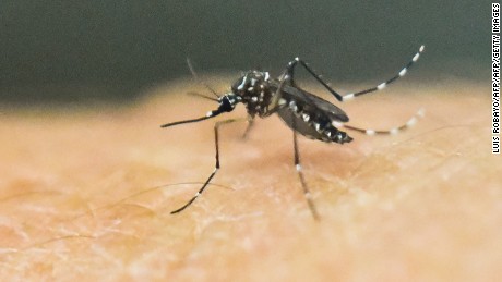 Zika found in common house mosquitoes in Brazil