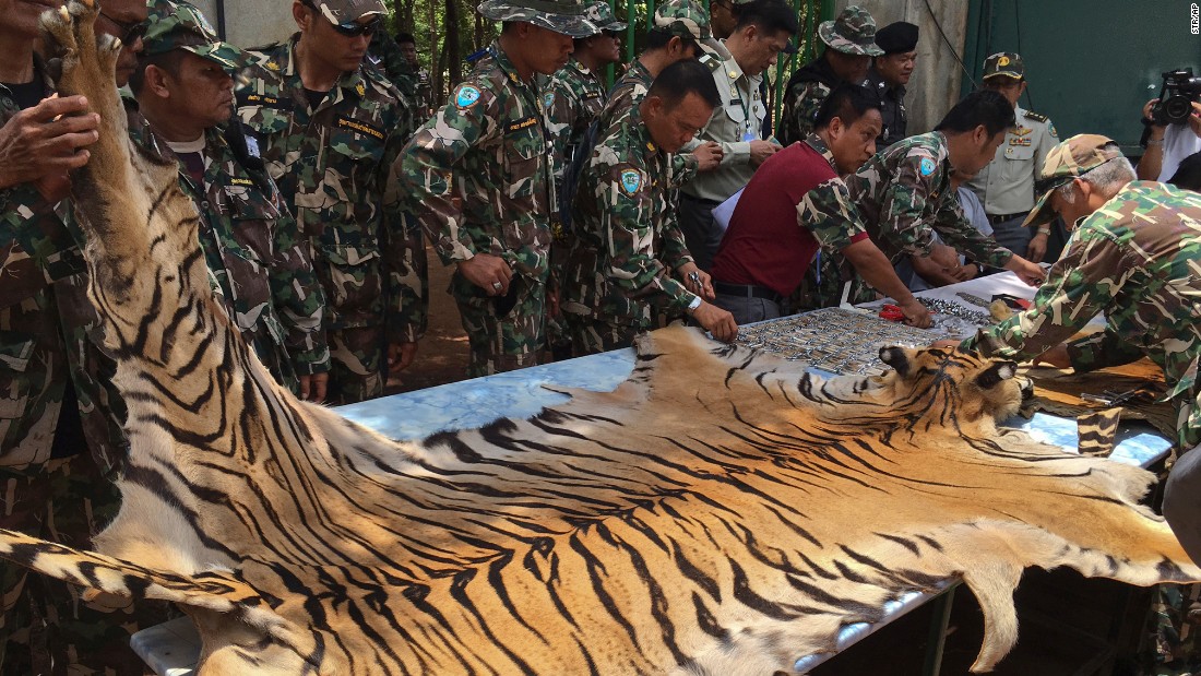 National Parks and Wildlife officers examine a tiger  skin at the &quot;Tiger Temple,&quot; west of Bangkok, Thailand on Thursday, June 2. Thai police say they stopped a truck carrying two tiger skins and other animal parts as it was leaving the temple. Two staff members were arrested and charged with possession of illegal wildlife. 