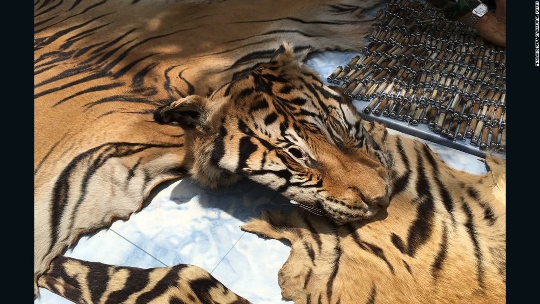 National Parks and Wildlife officers display the skins from two tigers that were seized from a truck leaving the temple, June 2.