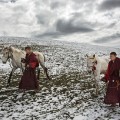 02 tibet fungus monks horses