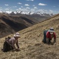 03 tibet fungus nomads hillside