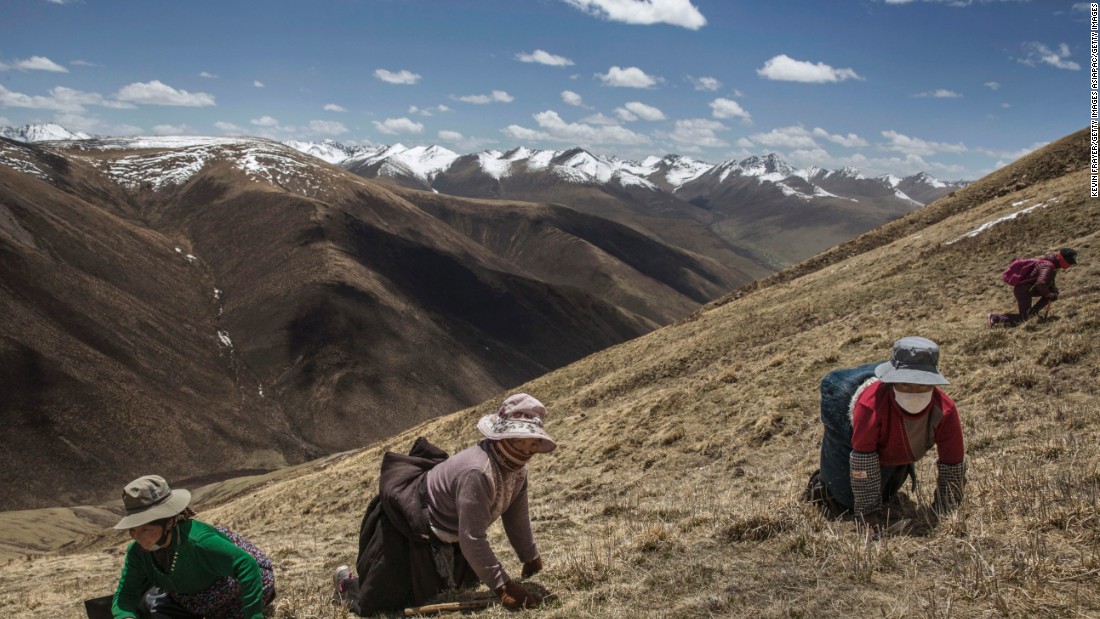 Frayer traveled to a remote part of the Tibetan Plateau in China&#39;s northwestern Qinghai province. The region is home to the cordyceps, also known as caterpillar fungus, which thrives in these high altitude, low temperature hills.