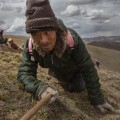 04 tibet fungus nomad crawls