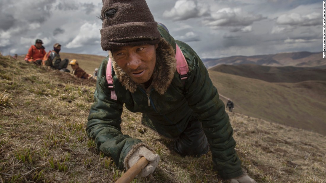 Nomadic harvesters scour the grass on on hands and knees in search of their lucrative prize. In traditional Chinese medicine, it can be used to treat everything from asthma to impotence.