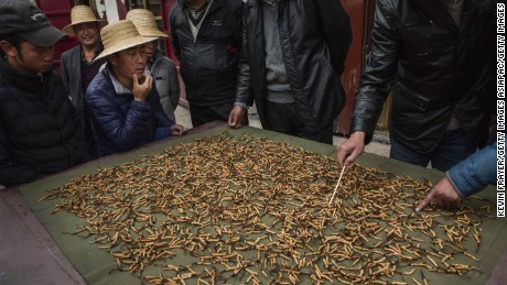 Tibetan and Chinese buyers look at cleaned cordycep fungus for sale at a market on May 22, 2016  in the Yushu Tibetan Autonomous Prefecture of Qinghai province.  