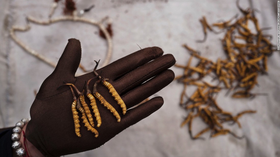 This annual &quot;gold rush&quot; has transformed parts of rural Tibetan areas, making up about 40% of the local economy. 