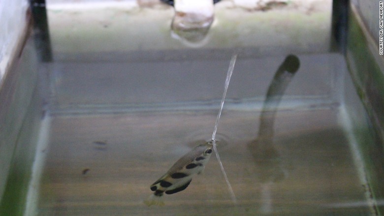 Archerfish can recognize human faces