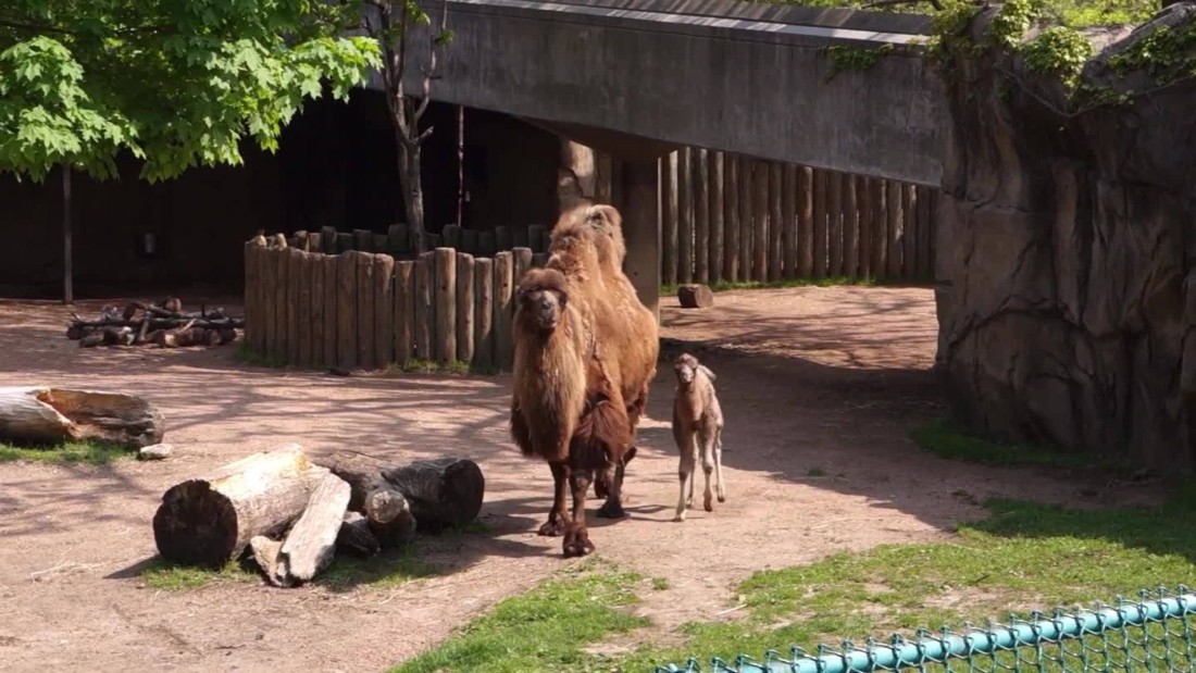 Lincoln Park Zoo presents 