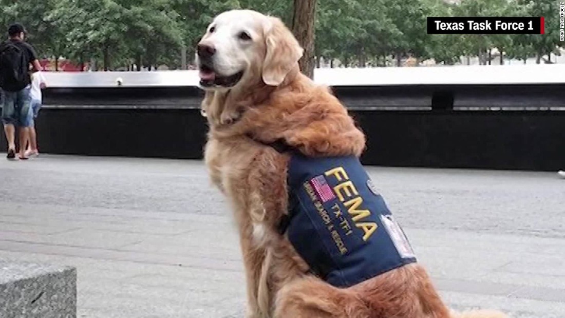 Last 9/11 rescue dog laid to rest - CNN Video