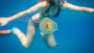A fish inside a jellyfish: A one-in-a-million photo