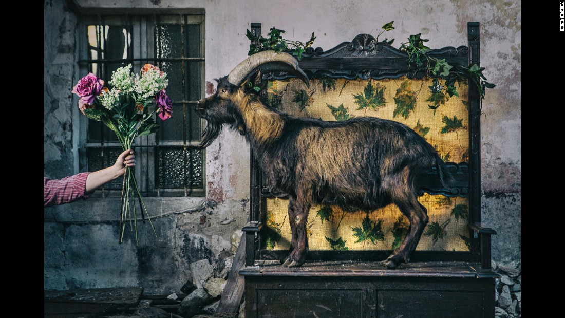 Flowers are given to a goat in Cuorgne, Italy.