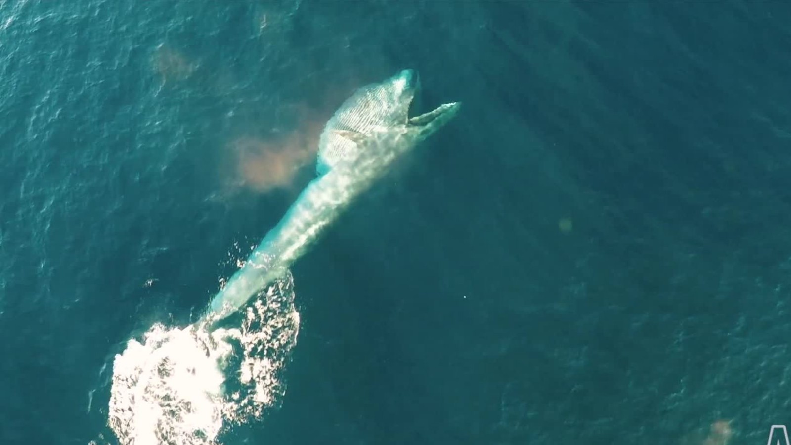 Drone videos show endangered Bryde whale feeding - CNN