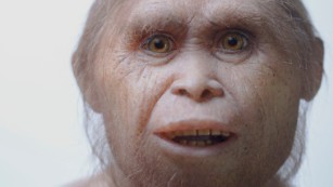 This is how the 'Hobbits' of Indonesia became so small
